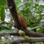 Bronze Orange Bug in Citrus Tree