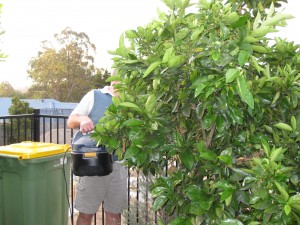 Vacuuming orange tree