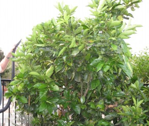 Vacuuming orange tree