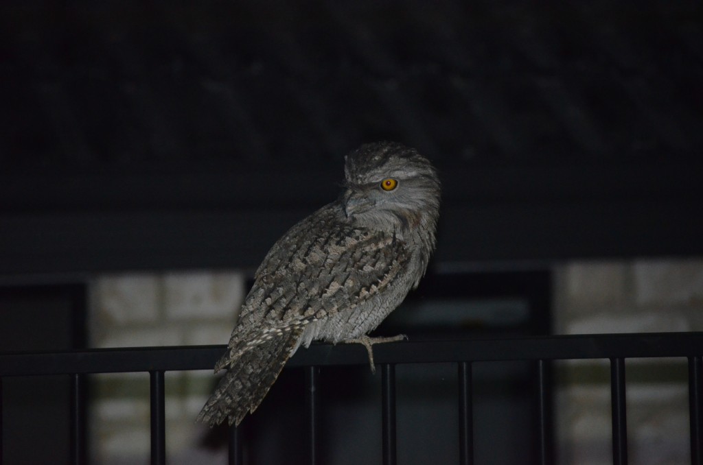 Tawny Frogmouth on fence
