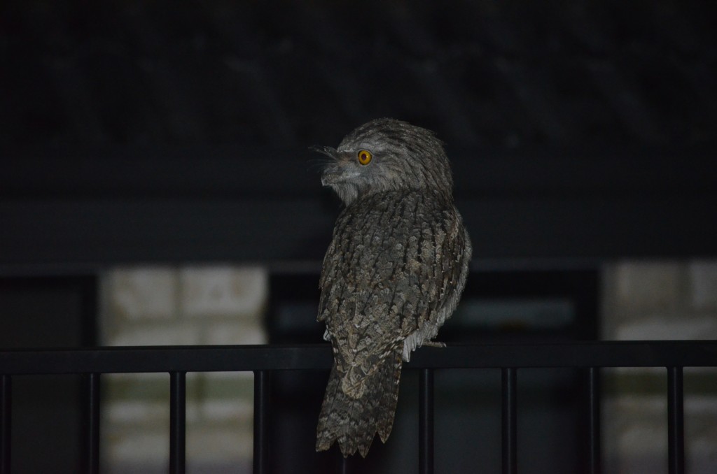 Tawny Frogmouth on fence